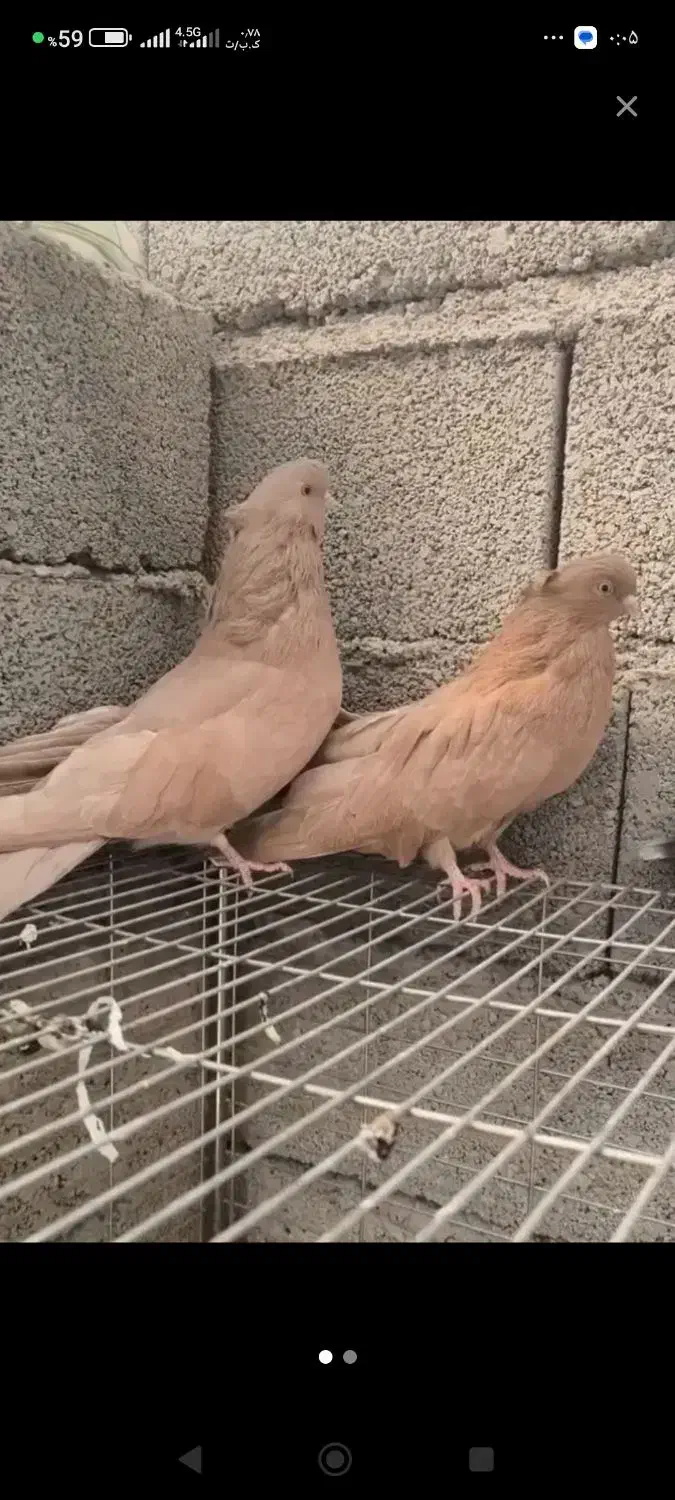 صاحب این اگهی|حیوانات|ملکان, |دیوار