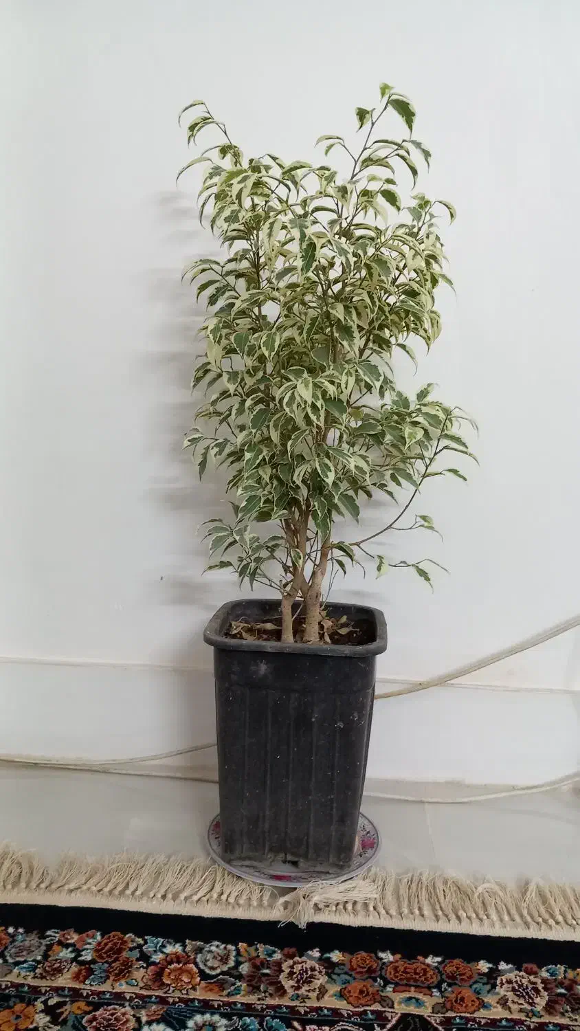 گل های اپارتمانی|گل و گیاه طبیعی|نیشابور, مبارکه|دیوار