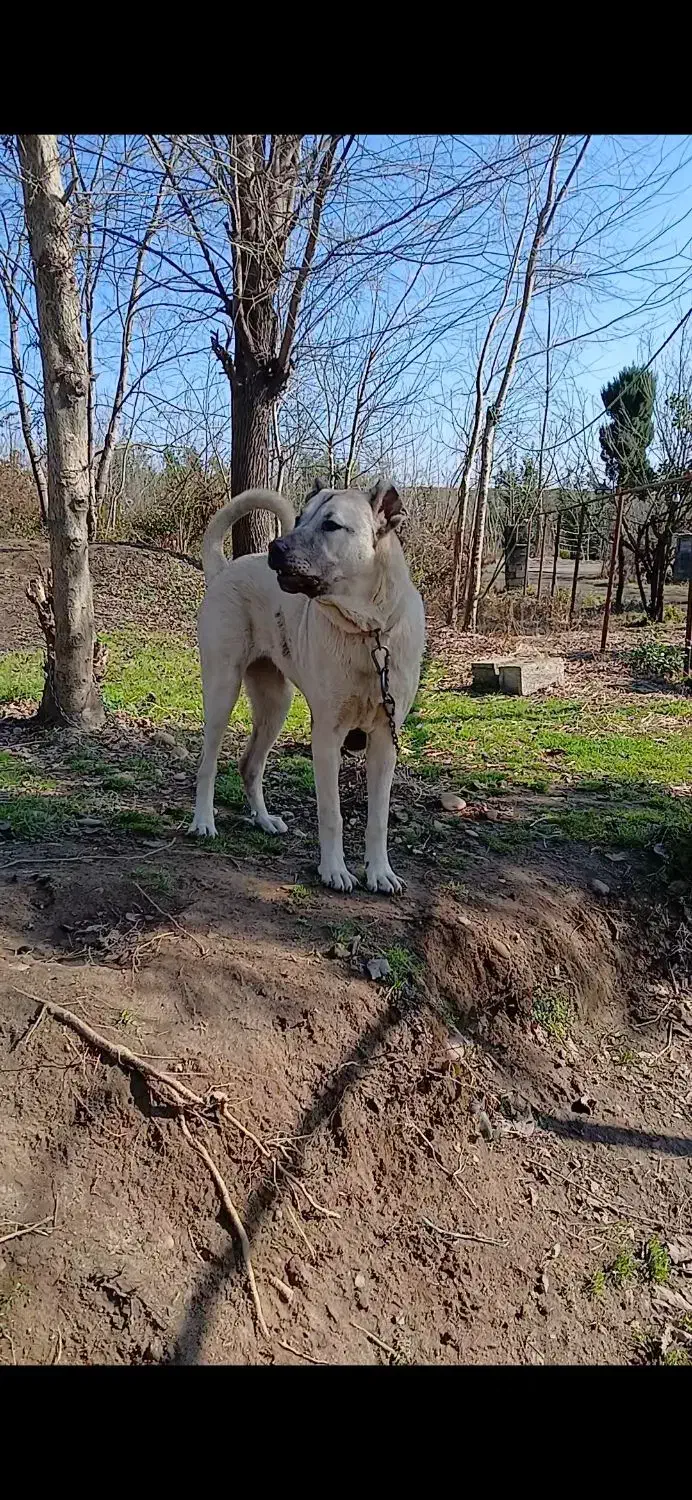 فروش سگ سرابی|سگ|املش, |دیوار