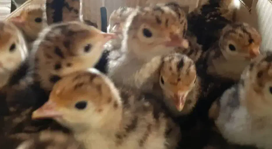 بوقلمون  یکروزه|عمده‌فروشی|پاکدشت, پاکدشت (مامازند)|دیوار