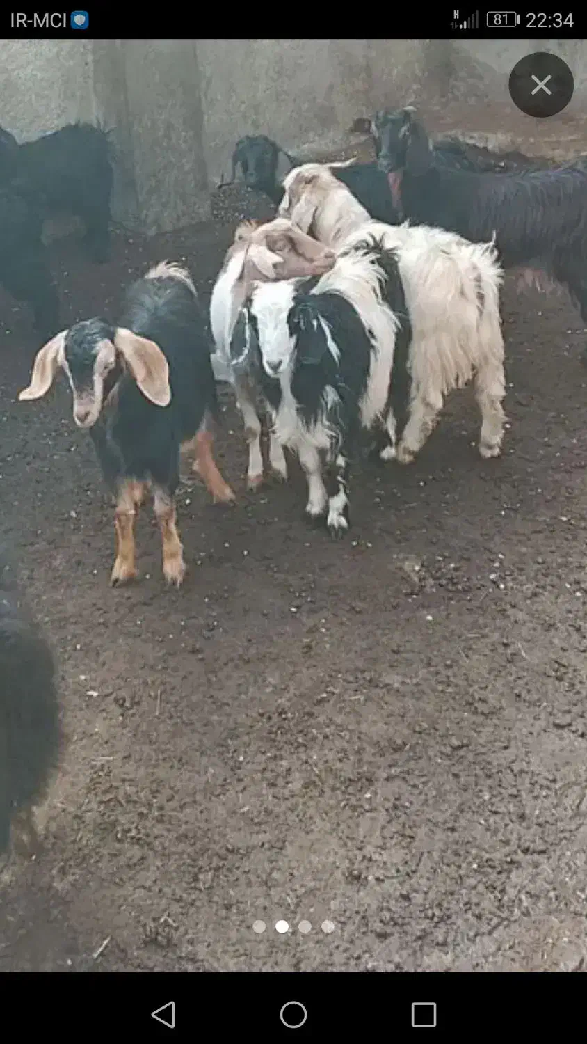 بز محلی|حیوانات مزرعه|سنندج, |دیوار