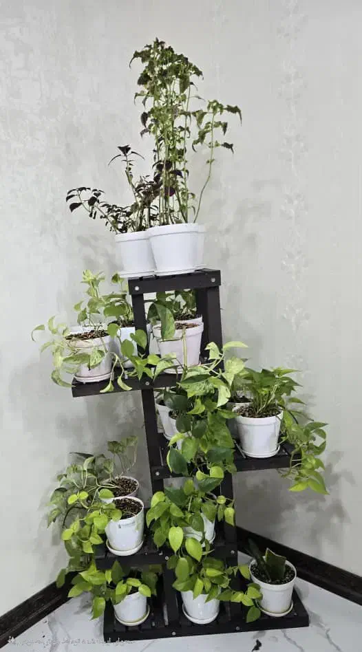 پتوس با گلدان و زیر گلدانی و خاک و گیاه درجه یک|گل و گیاه طبیعی|اهواز, نادری|دیوار