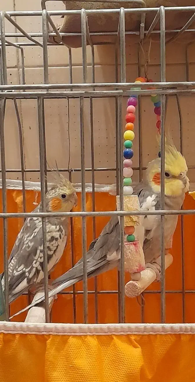 پرنده|پرنده|کرج, اسلام‌آباد|دیوار