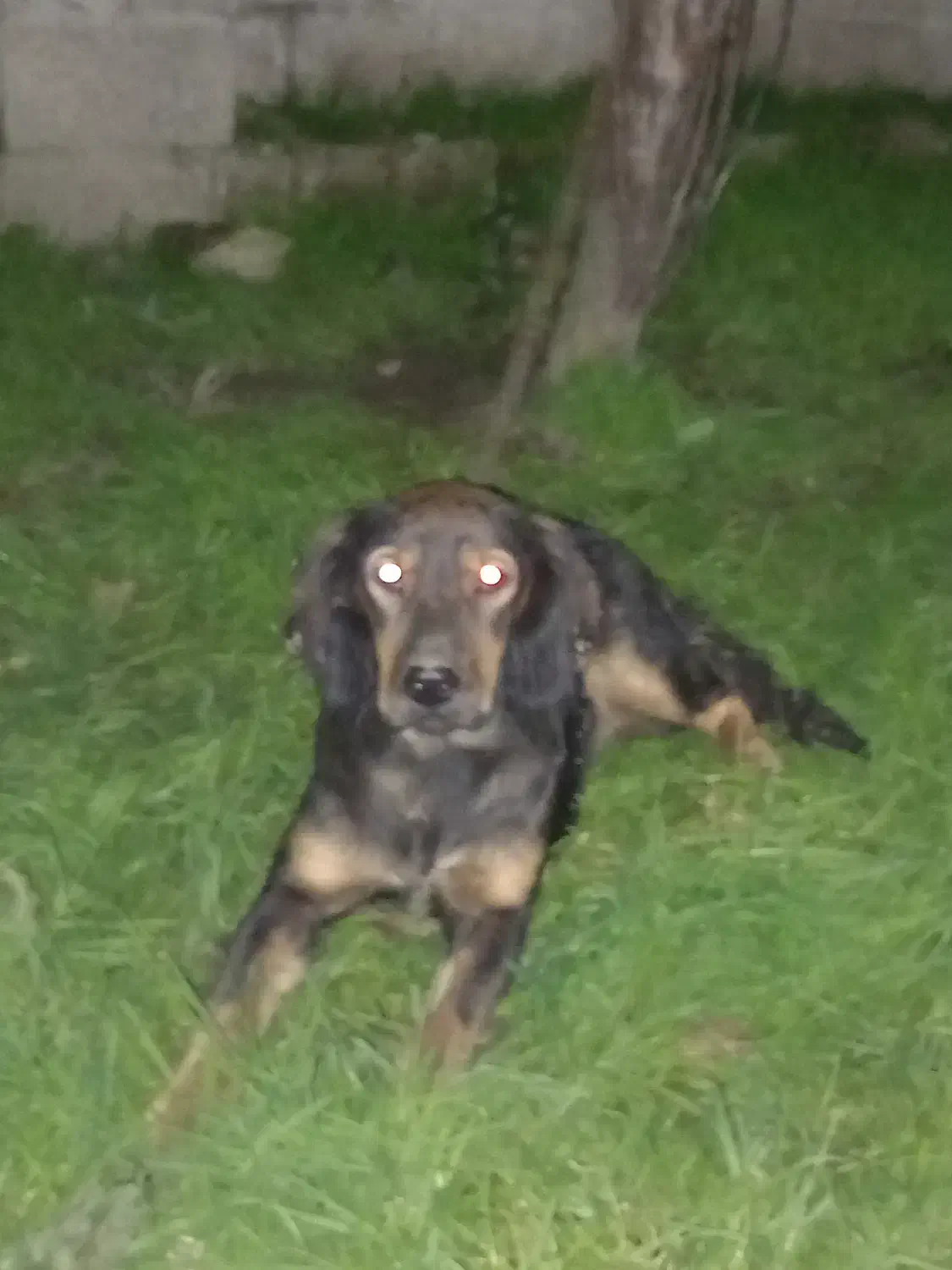 سگ شکاری|سگ|رشت, پل تالشان|دیوار