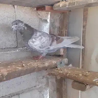 ماده خارجی|پرنده|ماکو, |دیوار