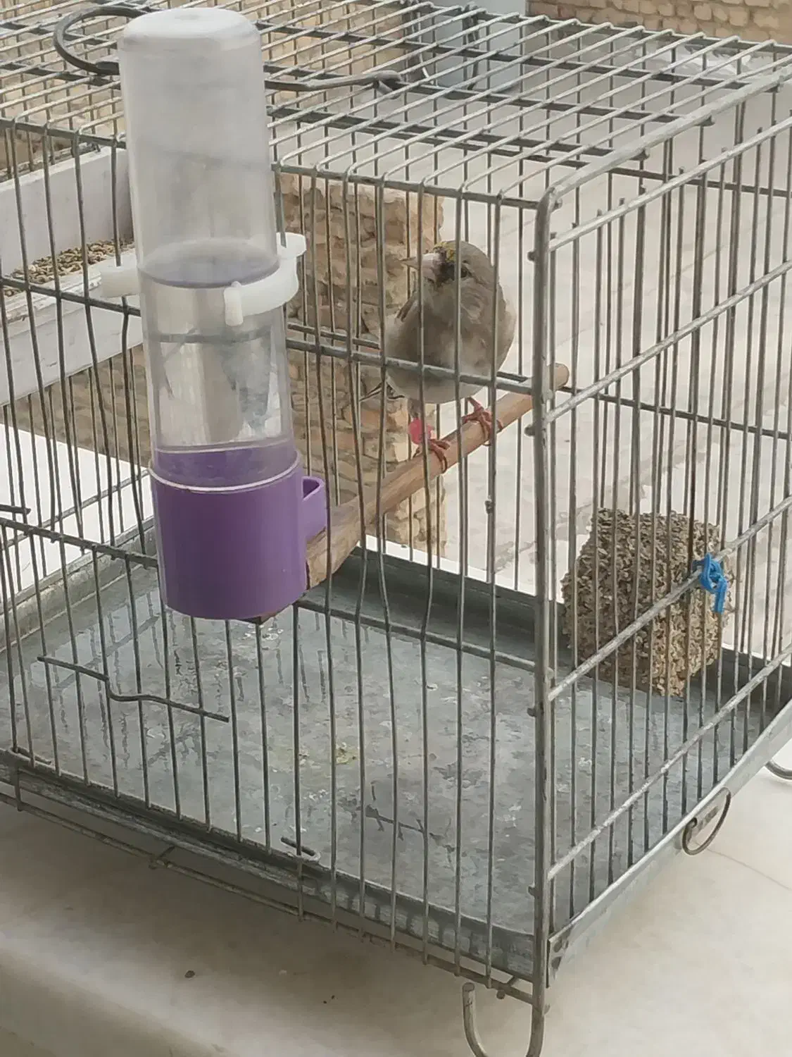 سهره سهر ماد|پرنده|اصفهان, شمس آباد|دیوار