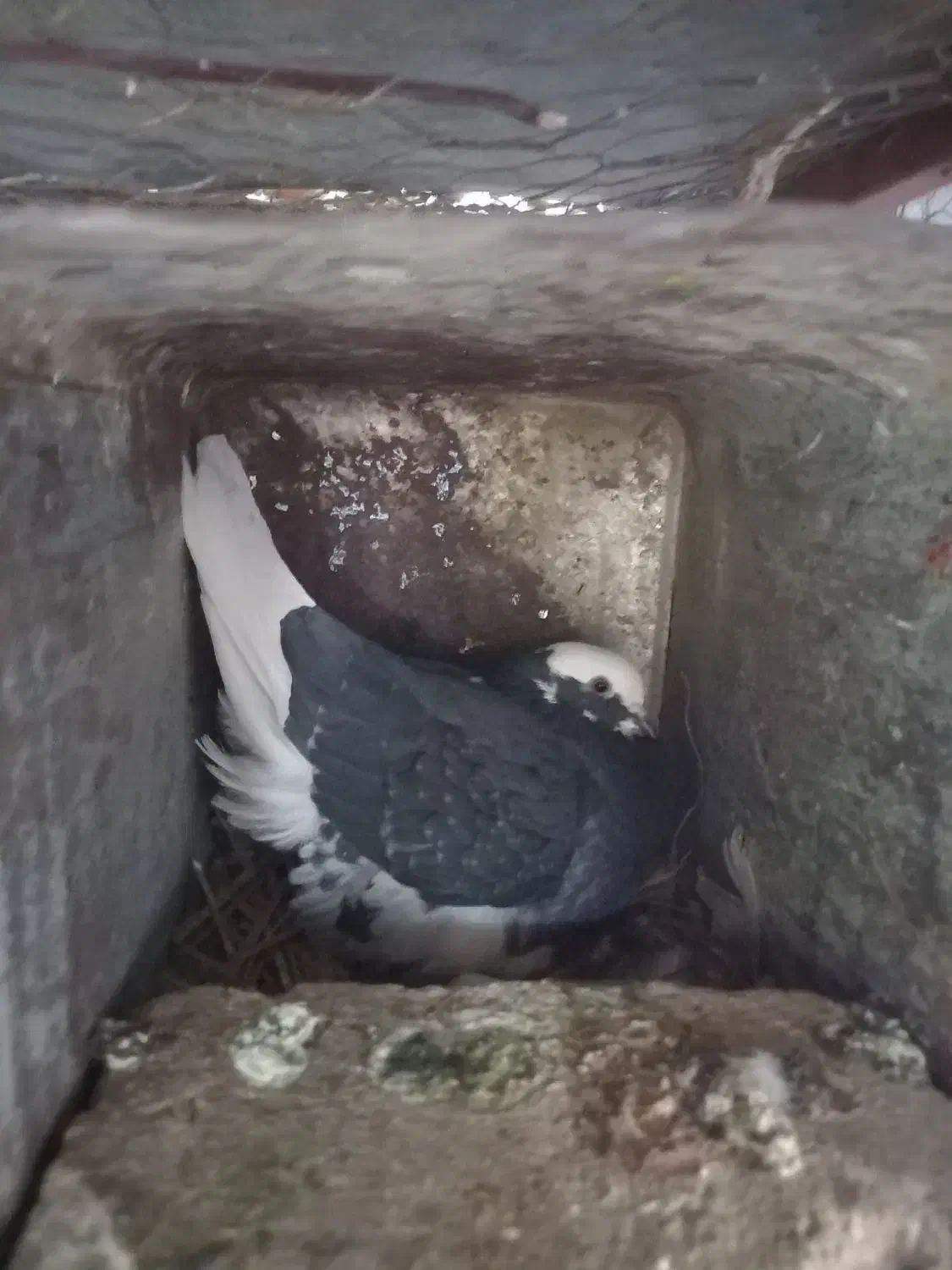 جفت پلنگ با یکی جوجه|پرنده|بافق, |دیوار