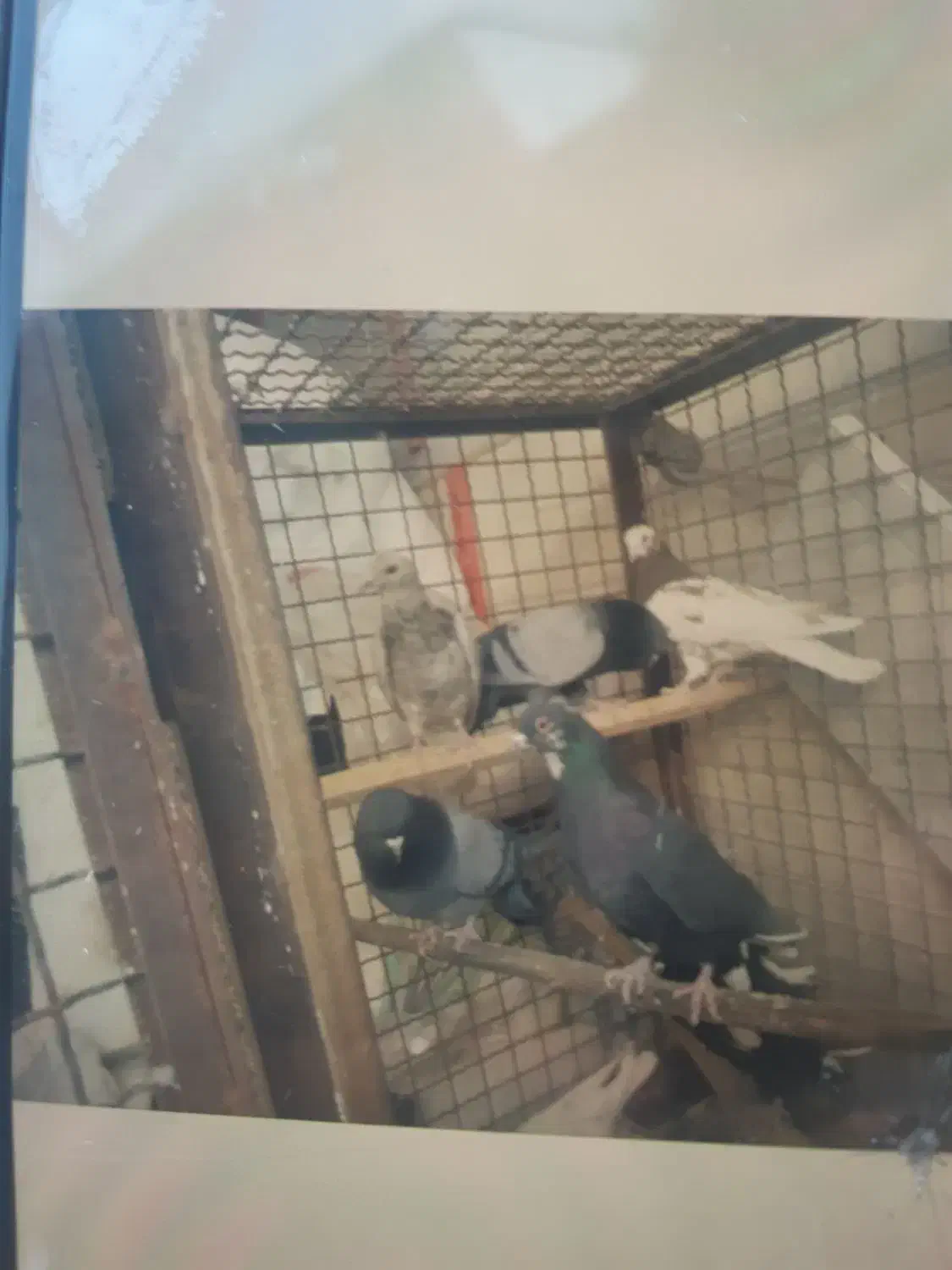 کبوتر گمشده|حیوانات|قم, چهل درخت‎|دیوار