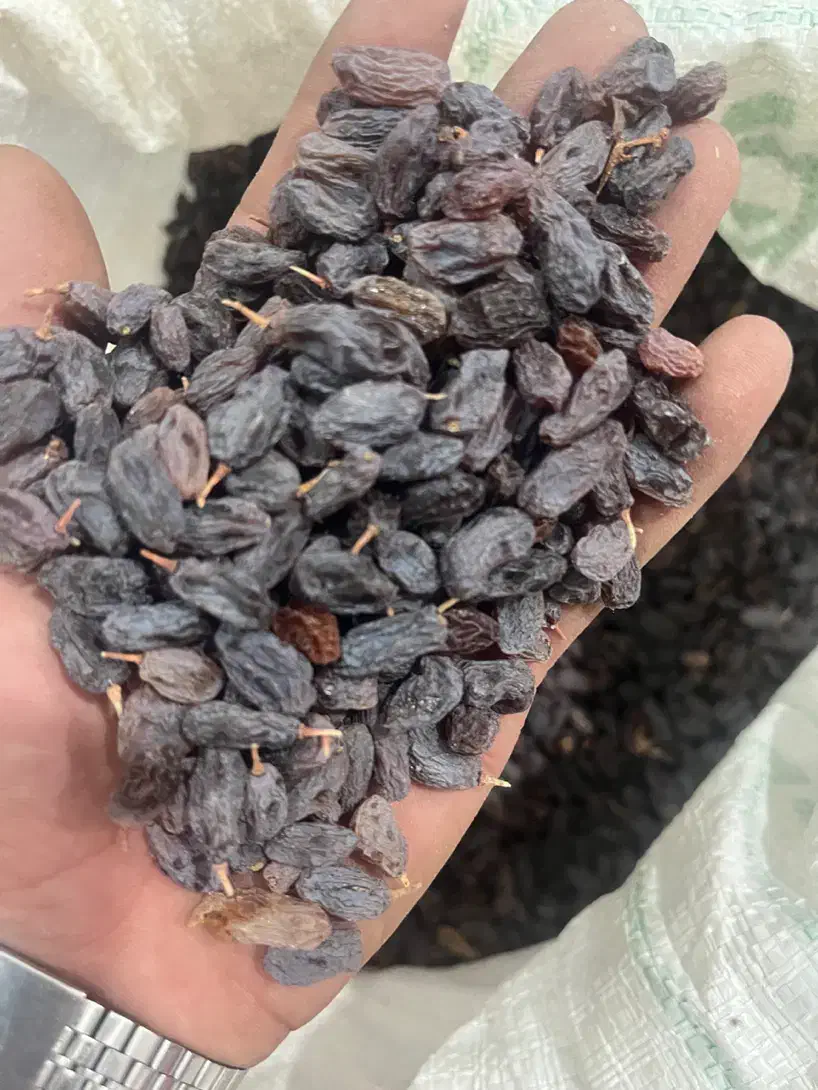 کشمش بوانات|خوردنی و آشامیدنی|شیراز, گویم|دیوار