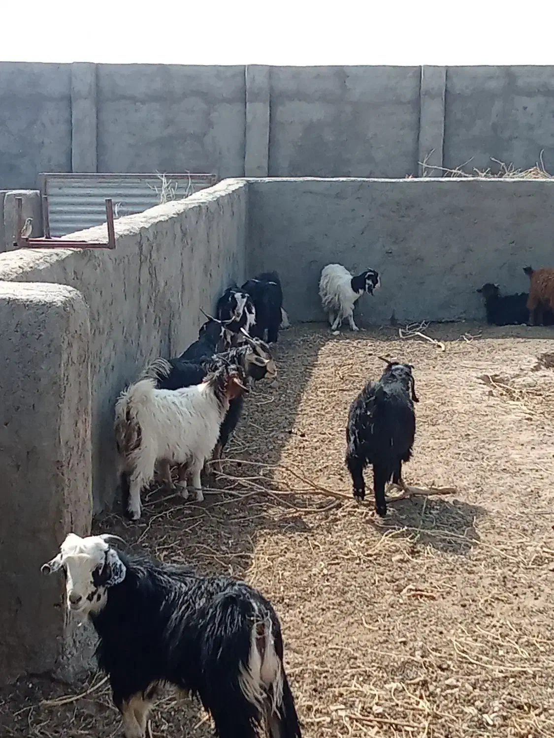 بزغاله|حیوانات مزرعه|گزیک, |دیوار