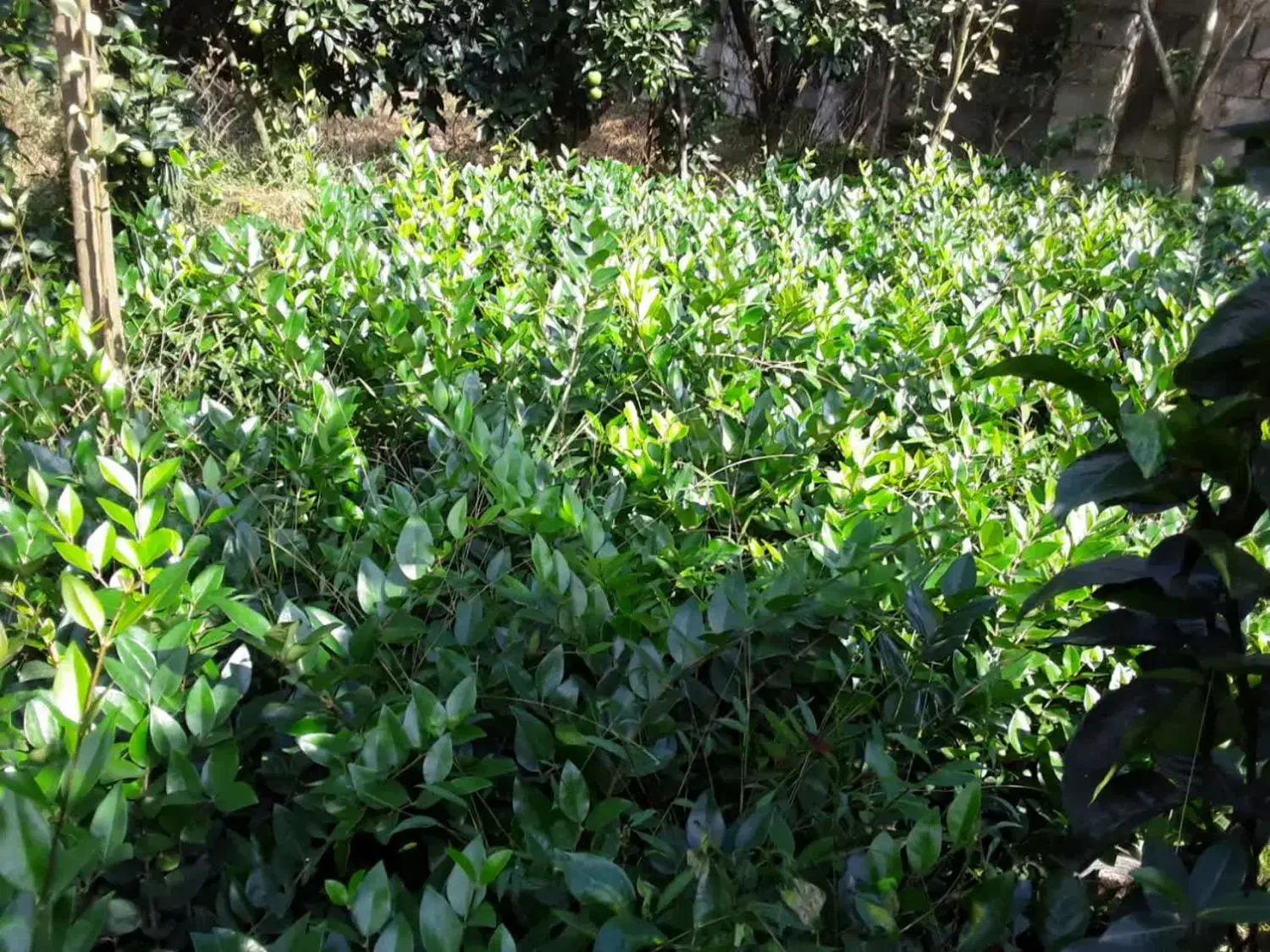 یاس|گل و گیاه طبیعی|چابکسر, |دیوار