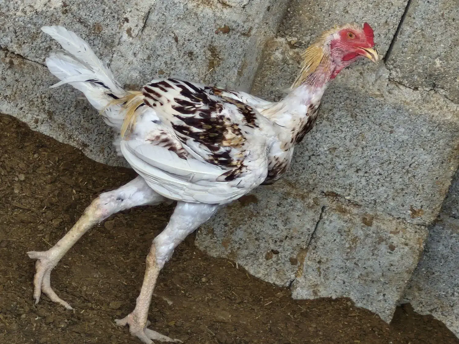 خروس لاری درجه یک|حیوانات مزرعه|جناح, |دیوار