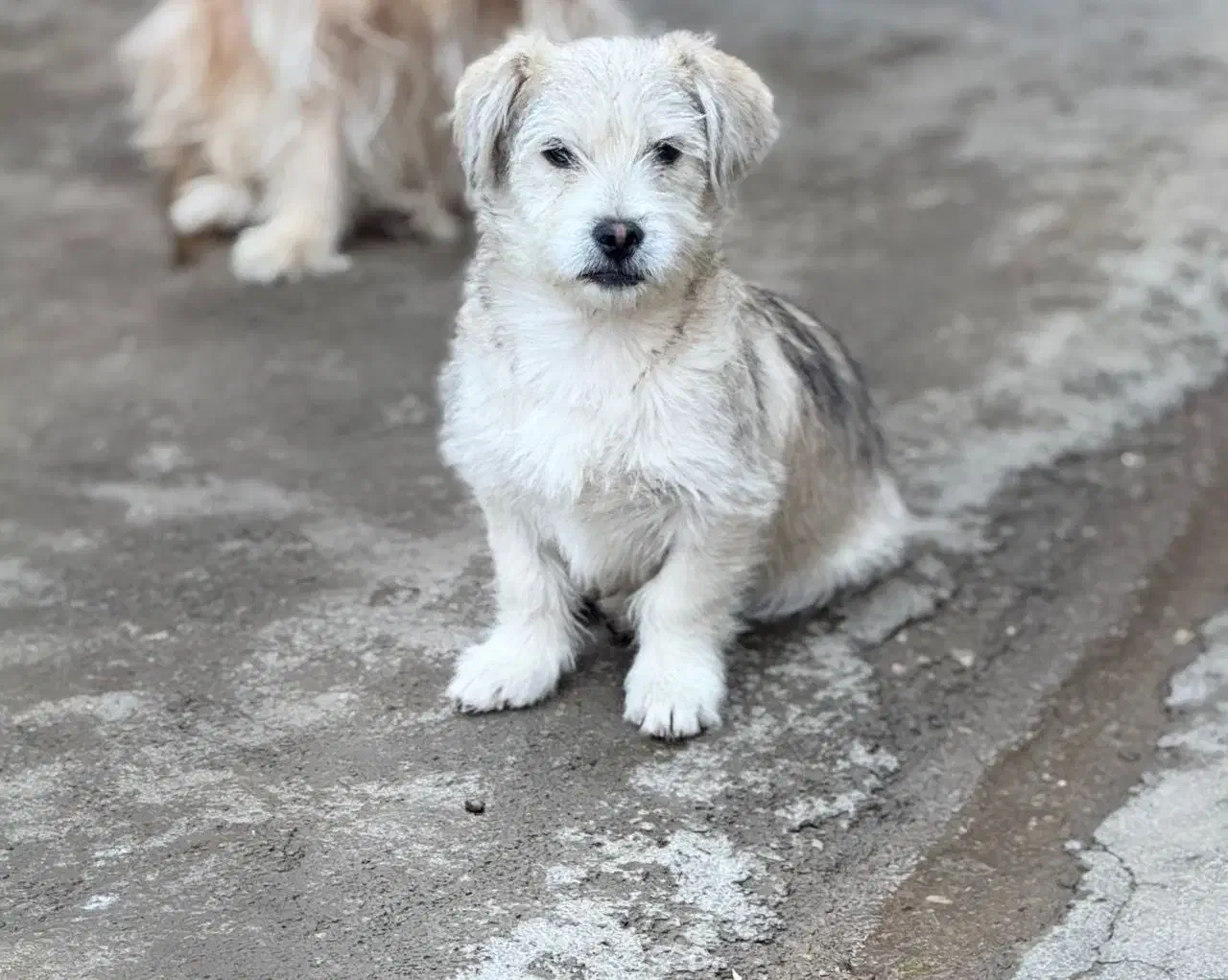 توله شیتزو تریر۴ماهه قیمت یک میلیون و دویست|سگ|خرمآباد, |دیوار