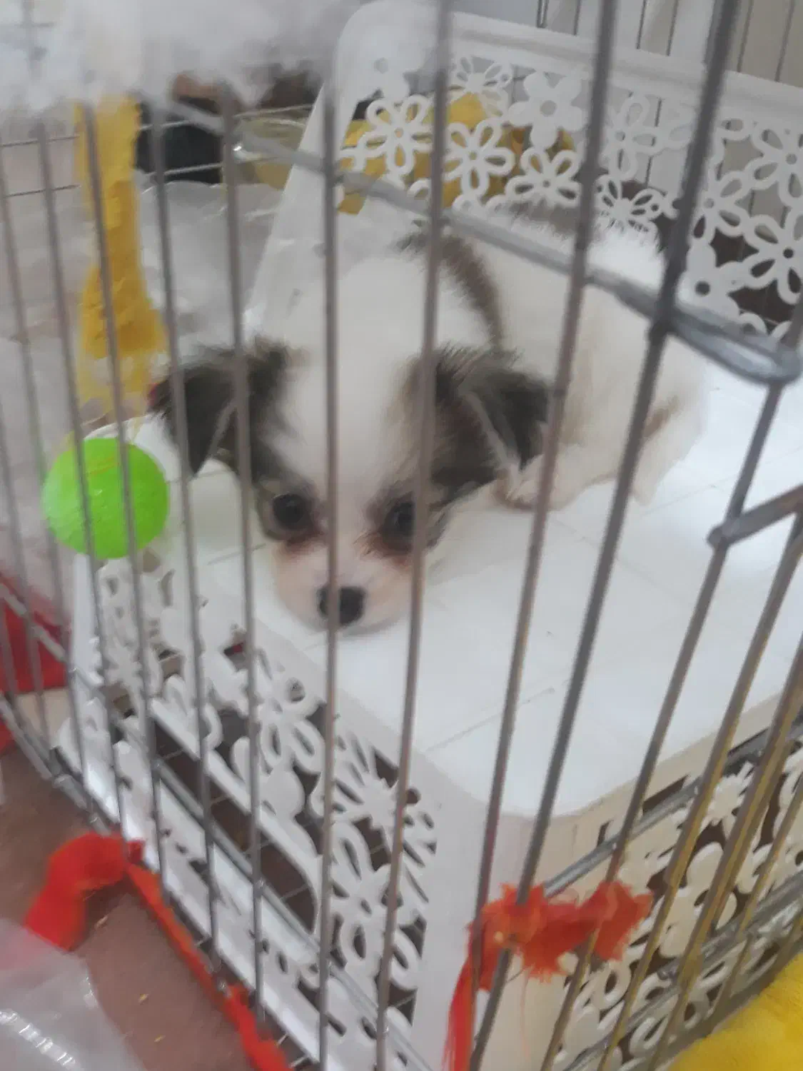 سگ نژاد کوچک|سگ|شیراز, اصلاح‌نژاد|دیوار