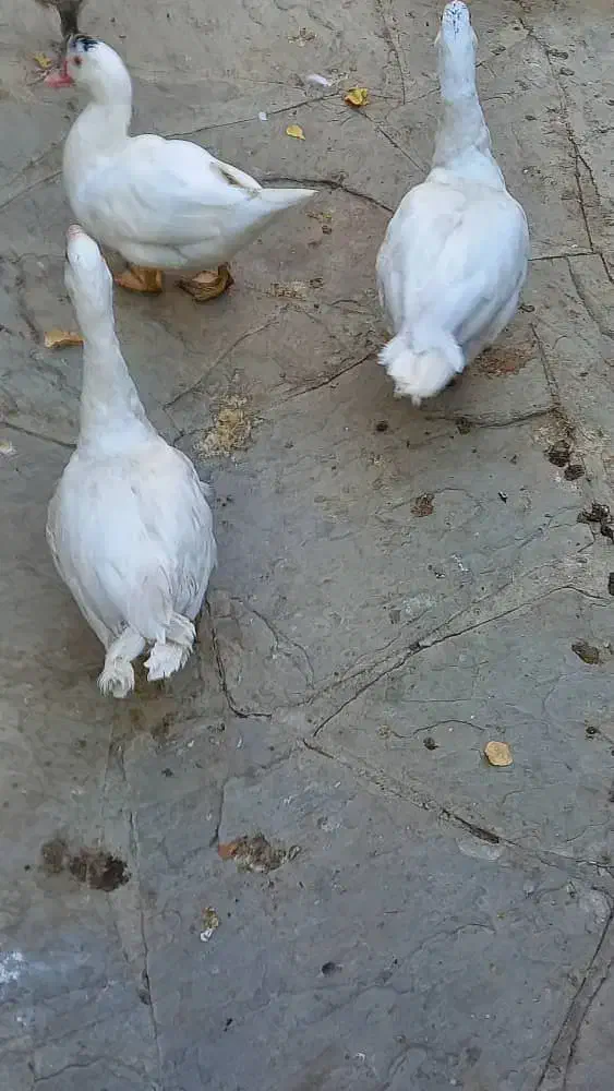 اردک اسراییلی سفید|حیوانات مزرعه|هشتگرد, تهران دشت|دیوار