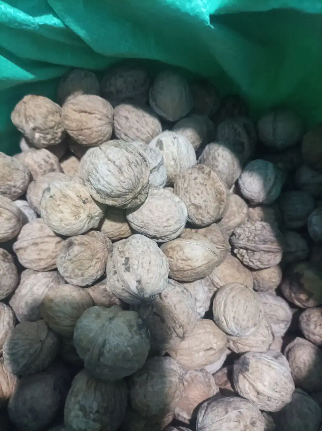 پرمغز|خوردنی و آشامیدنی|قوچان, |دیوار