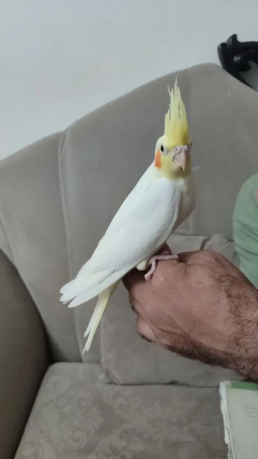 عروس هلندی سخنگو|پرنده|قزوین, |دیوار