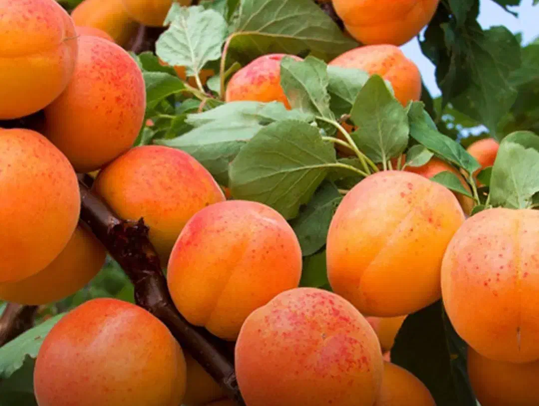 فروش انواع نهال بادام،گردو|خدمات باغبانی و درختکاری|قم, چهل درخت‎|دیوار