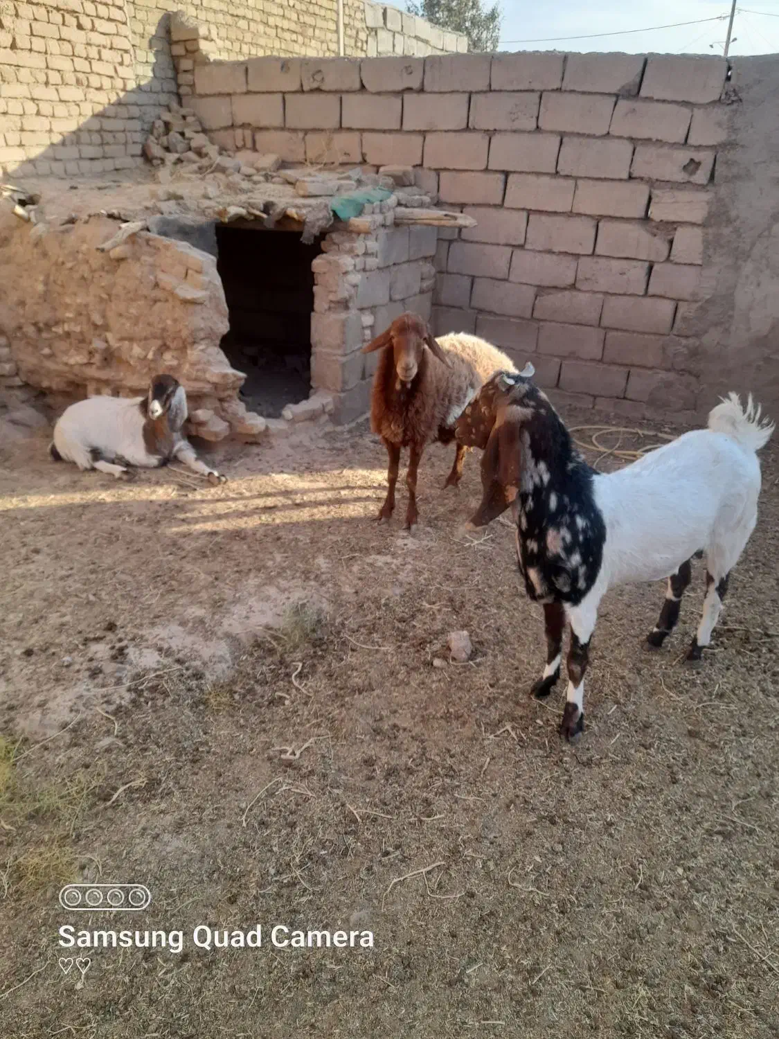 بز جوان|حیوانات مزرعه|سبزوار, قصبه شرقی|دیوار