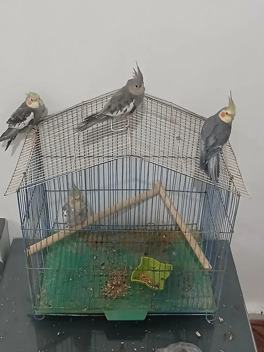 عروس هلندی سالم تمیز|پرنده|وحیدیه, |دیوار