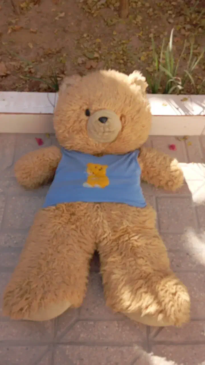 خرس بزرگ|اسباب‌بازی بچه|یزد, |دیوار