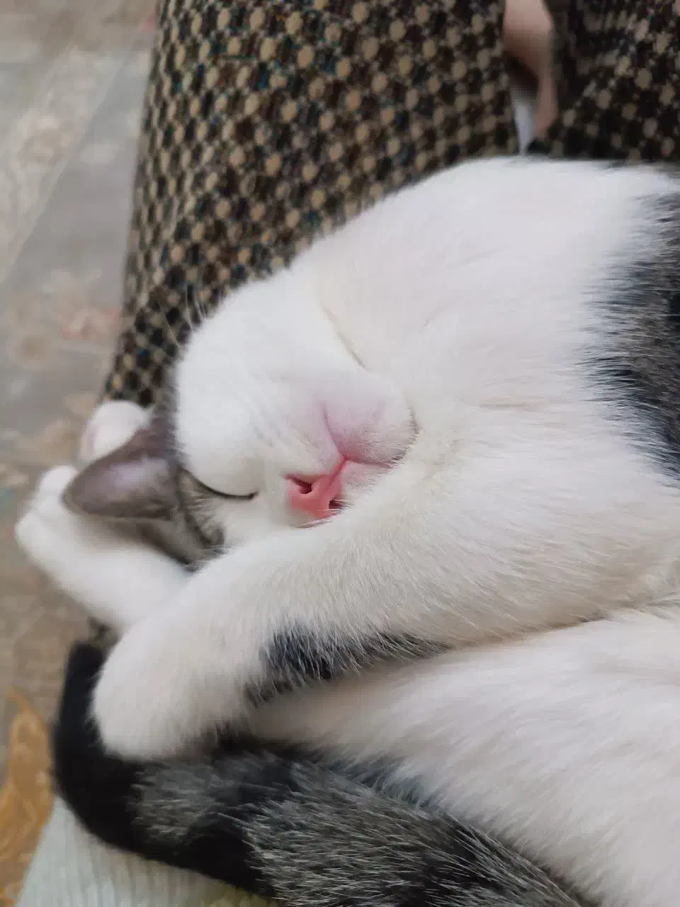 واگذاری گربه خانگی|گربه|بندر انزلی, مسکن مهر|دیوار