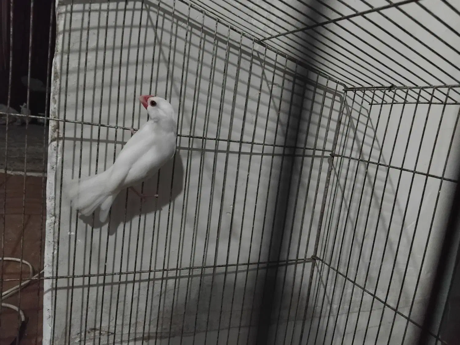 فنچ‌ نرگسی یا مصری  نر سفید|پرنده|صدرا-فارس, فاز ۲|دیوار