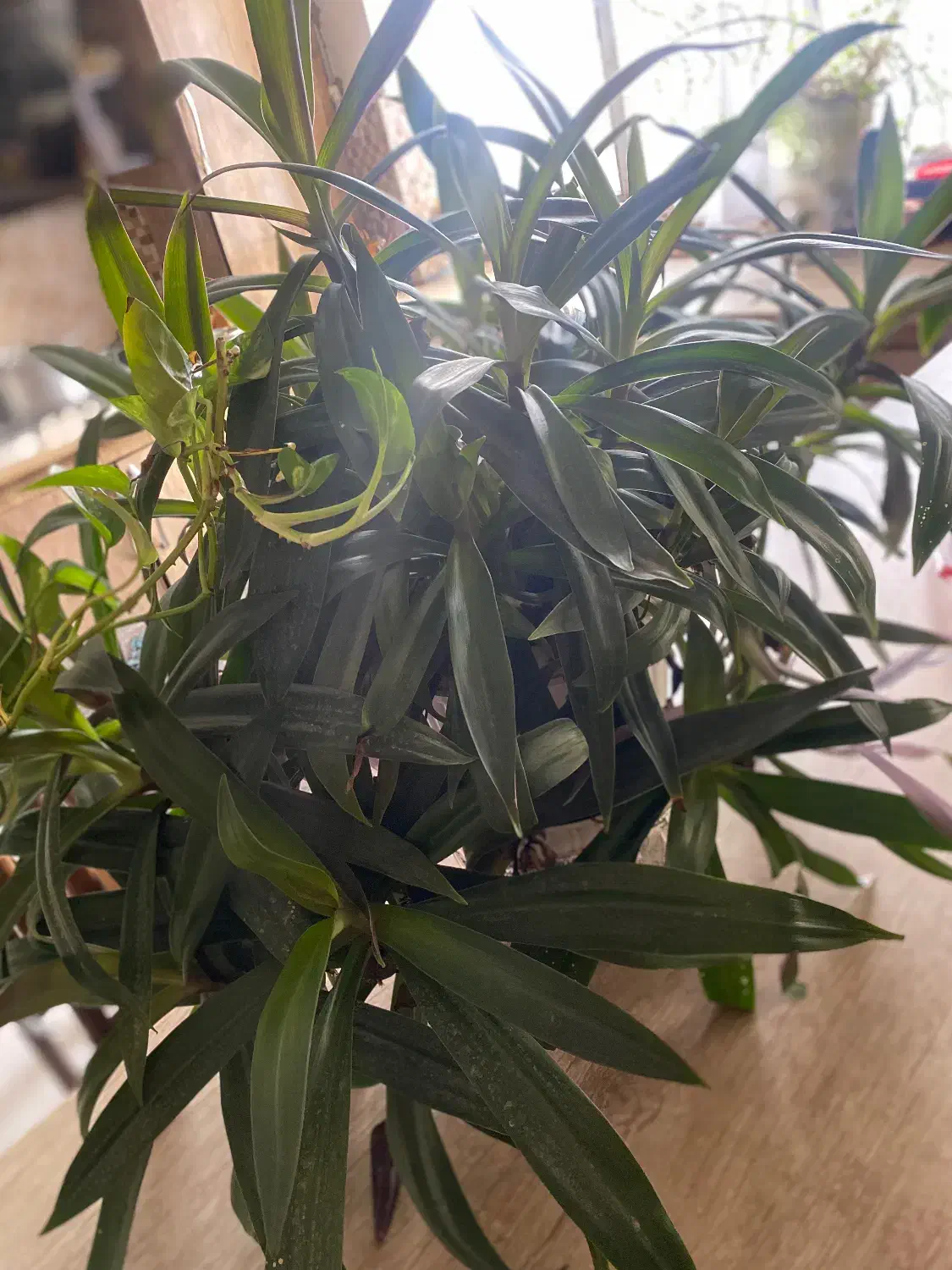 گل طبیعی|گل و گیاه طبیعی|ارومیه, |دیوار