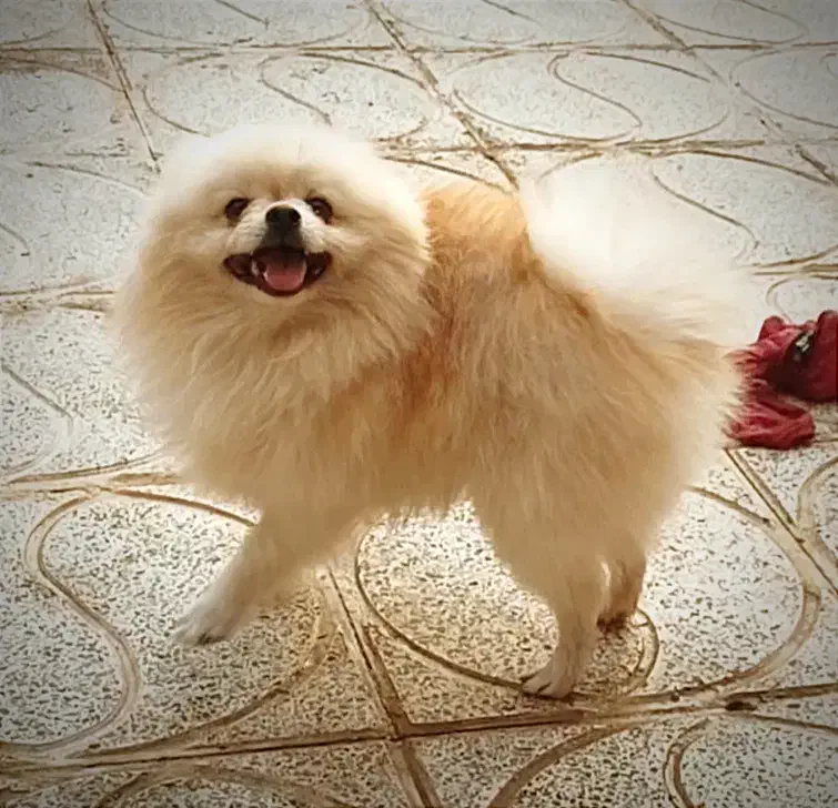 نر پامر پامرانین خرسی|سگ|اصفهان, بهارستان|دیوار