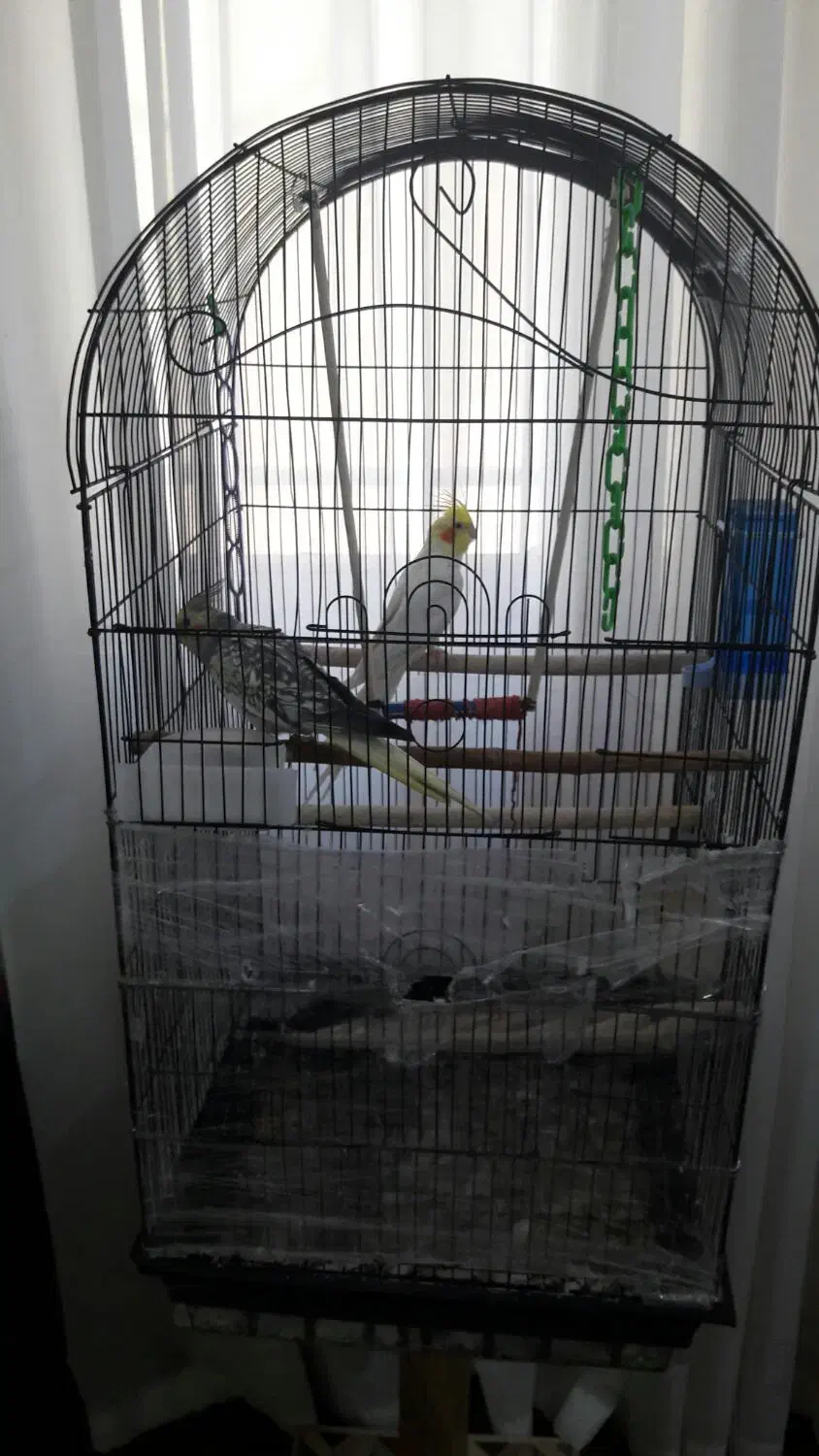 عروس طوطی|پرنده|قم, چهار امامزاده|دیوار