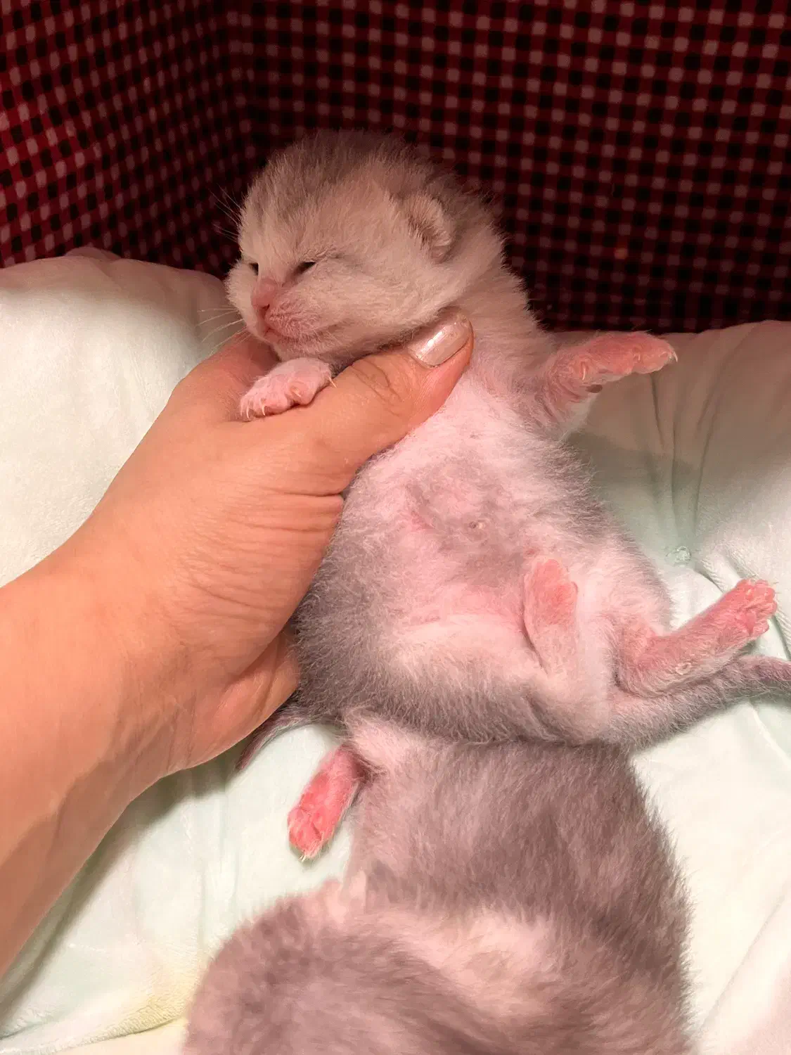 رزرو گربه های با اصالت و با کیفیت|گربه|محمودآباد, |دیوار