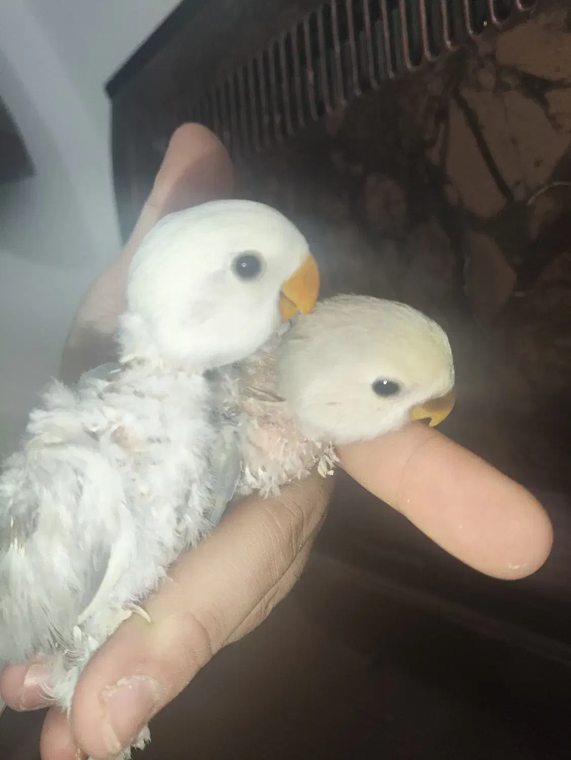 کوتوله برزیلی سرلاکی|پرنده|مرودشت, دولت آباد|دیوار