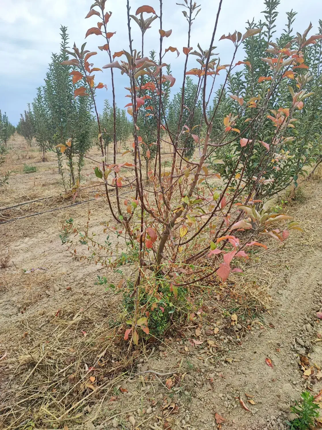 خدمات درختان میوه|خدمات باغبانی و درختکاری|اراک, |دیوار