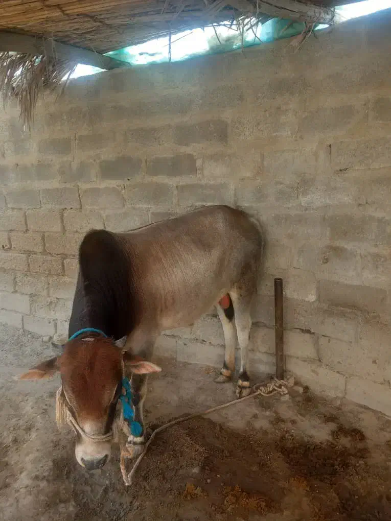 فروشی|حیوانات مزرعه|بمانی, |دیوار