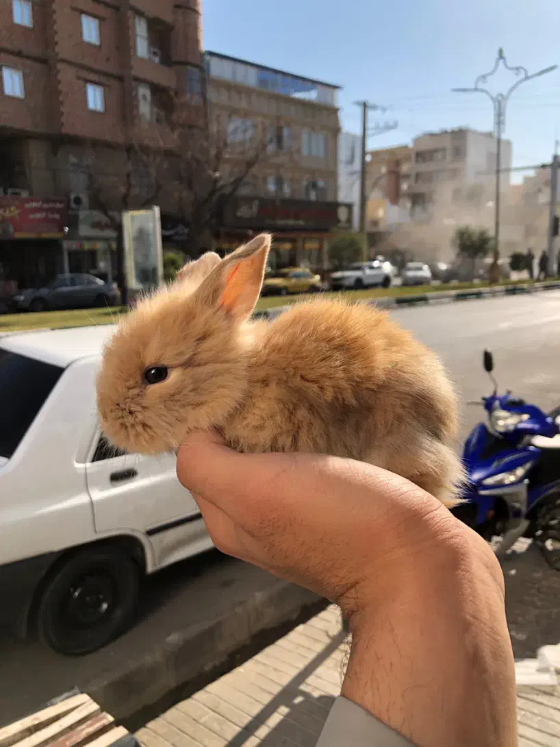 خرگوش لوپ|موش و خرگوش|گنبد کاووس, |دیوار