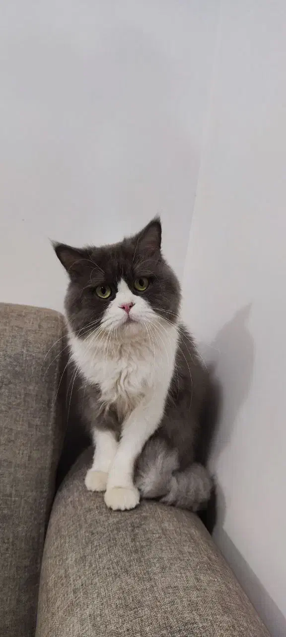 گربه پرشین|گربه|مهاباد (آذربایجان غربی), |دیوار