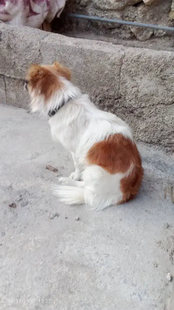 سگ ها|سگ|سورنا, |دیوار