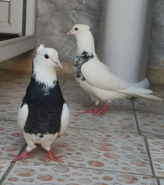 کبوتر|پرنده|امیدیه, |دیوار