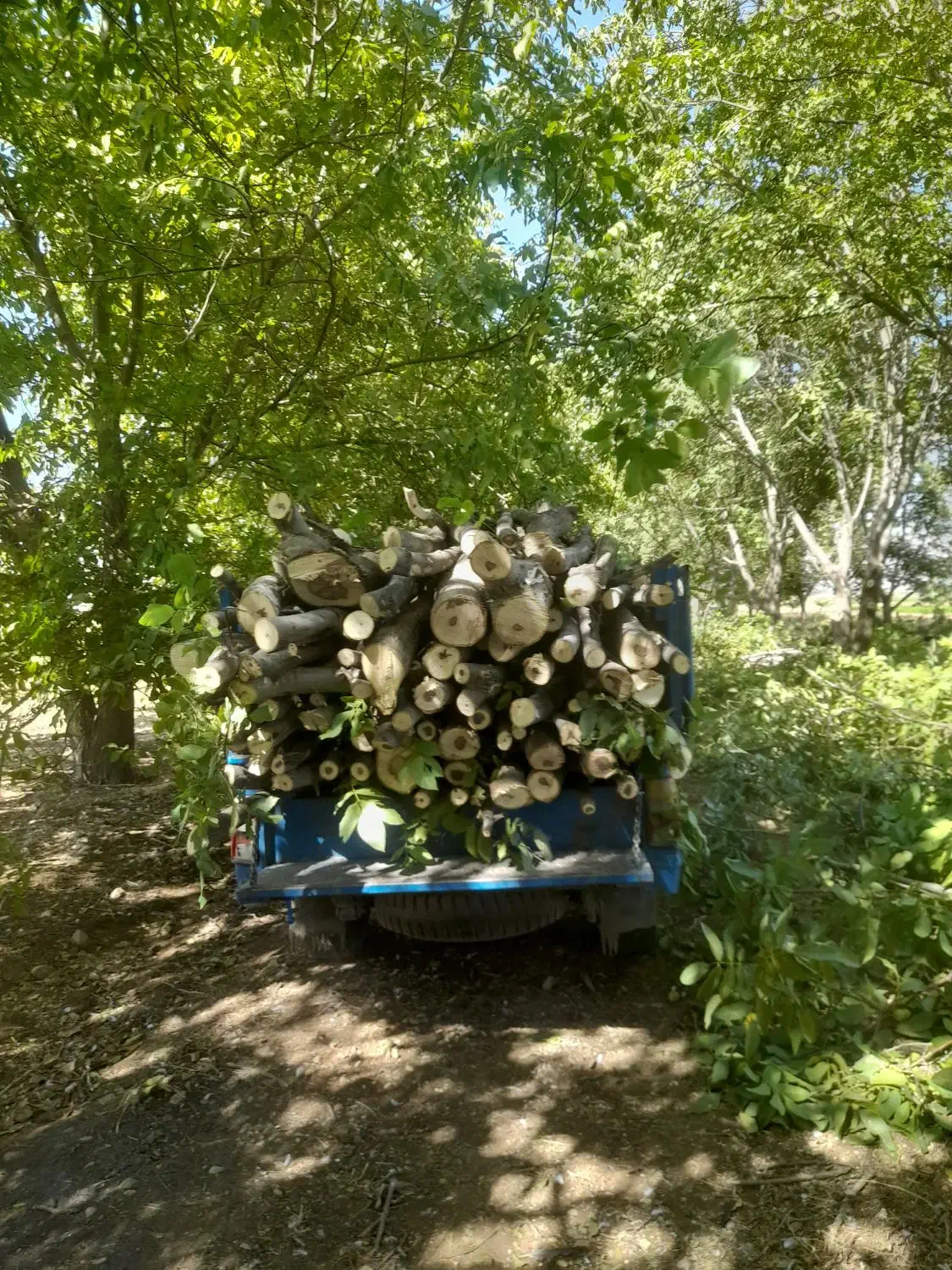 خرید برش انواع چوب|خدمات باغبانی و درختکاری|نهاوند, |دیوار