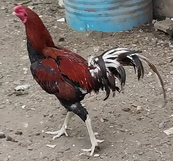 مرغ وخروس|حیوانات مزرعه|پیربازار, |دیوار