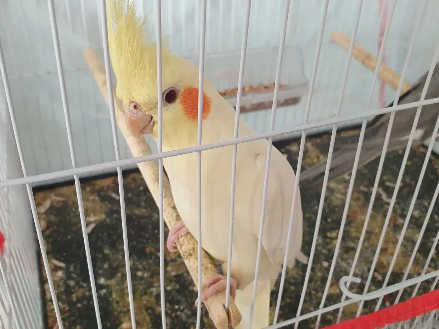 دو عدد طوطی عروس هلندی اهلی و خوشگل|پرنده|سبزوار, امیر کبیر|دیوار