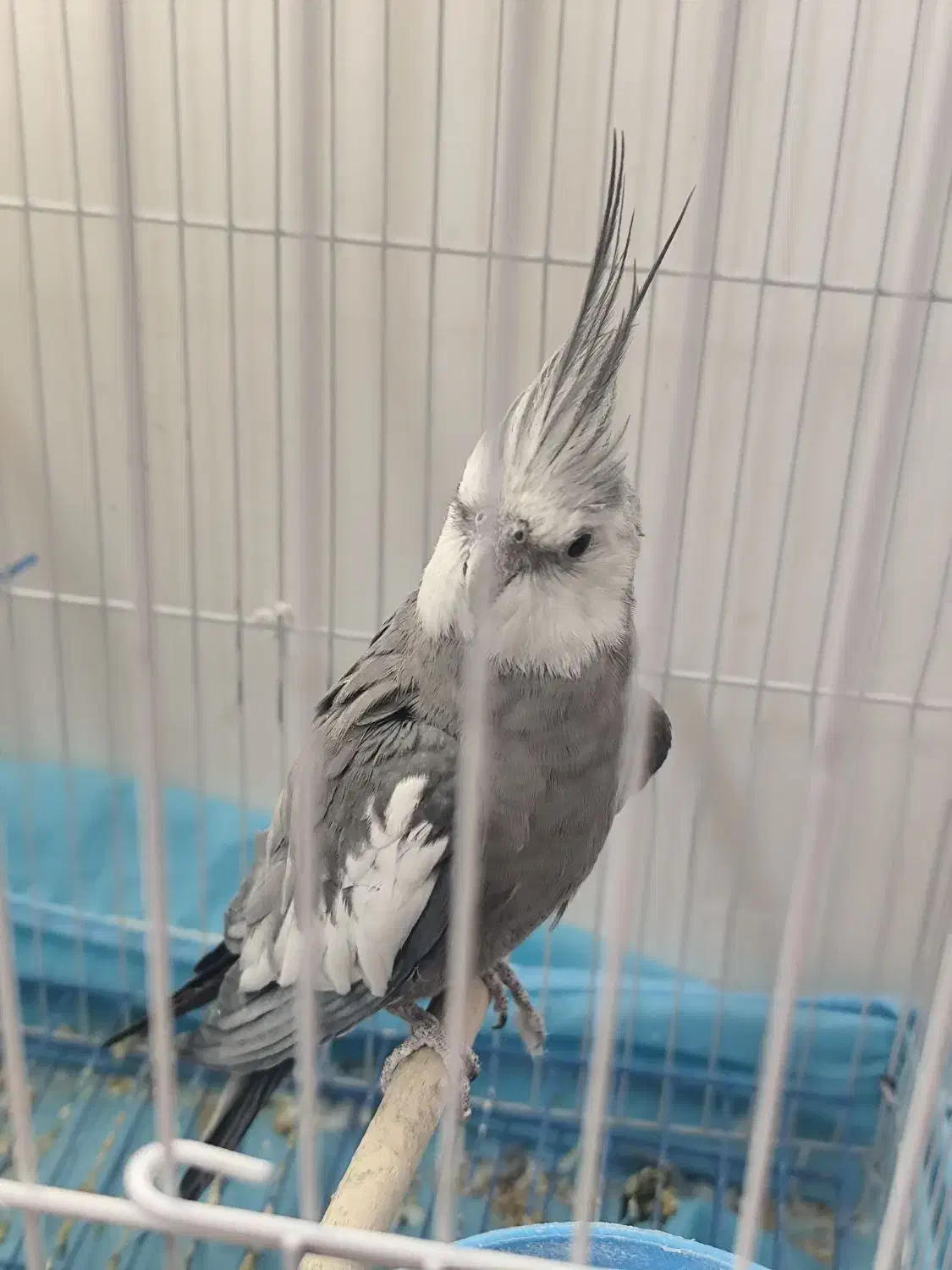 عروس هلندی نر رنگ خاص|پرنده|آباده, |دیوار