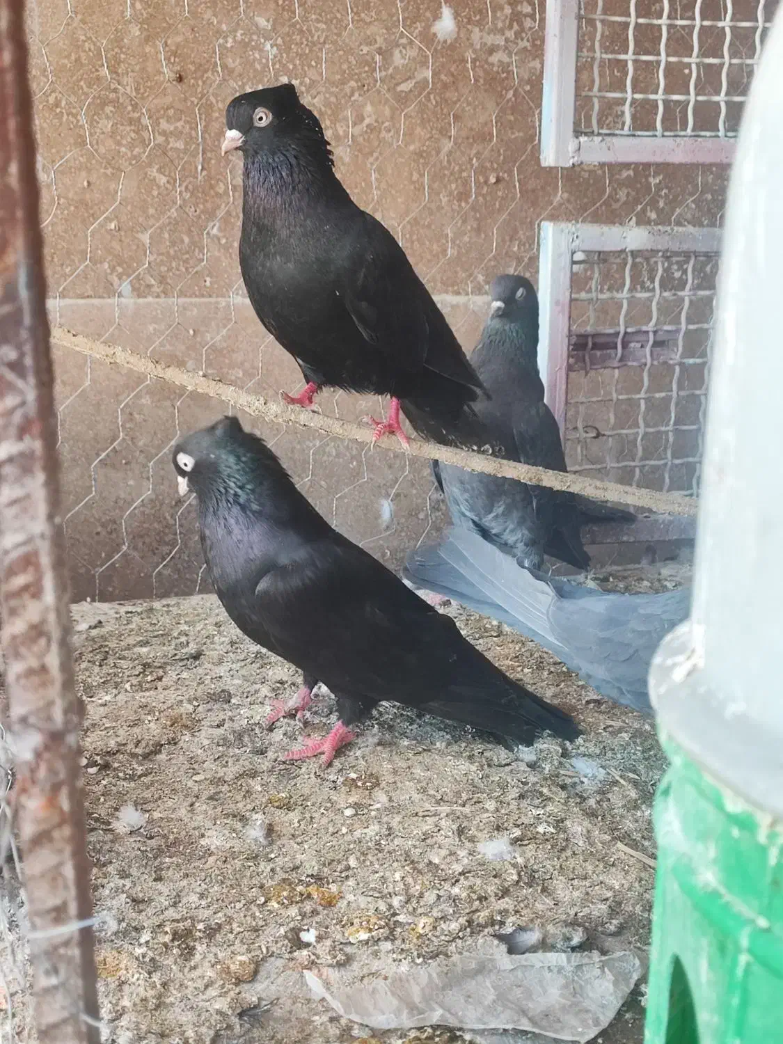 کبوتر|پرنده|ایذه, |دیوار