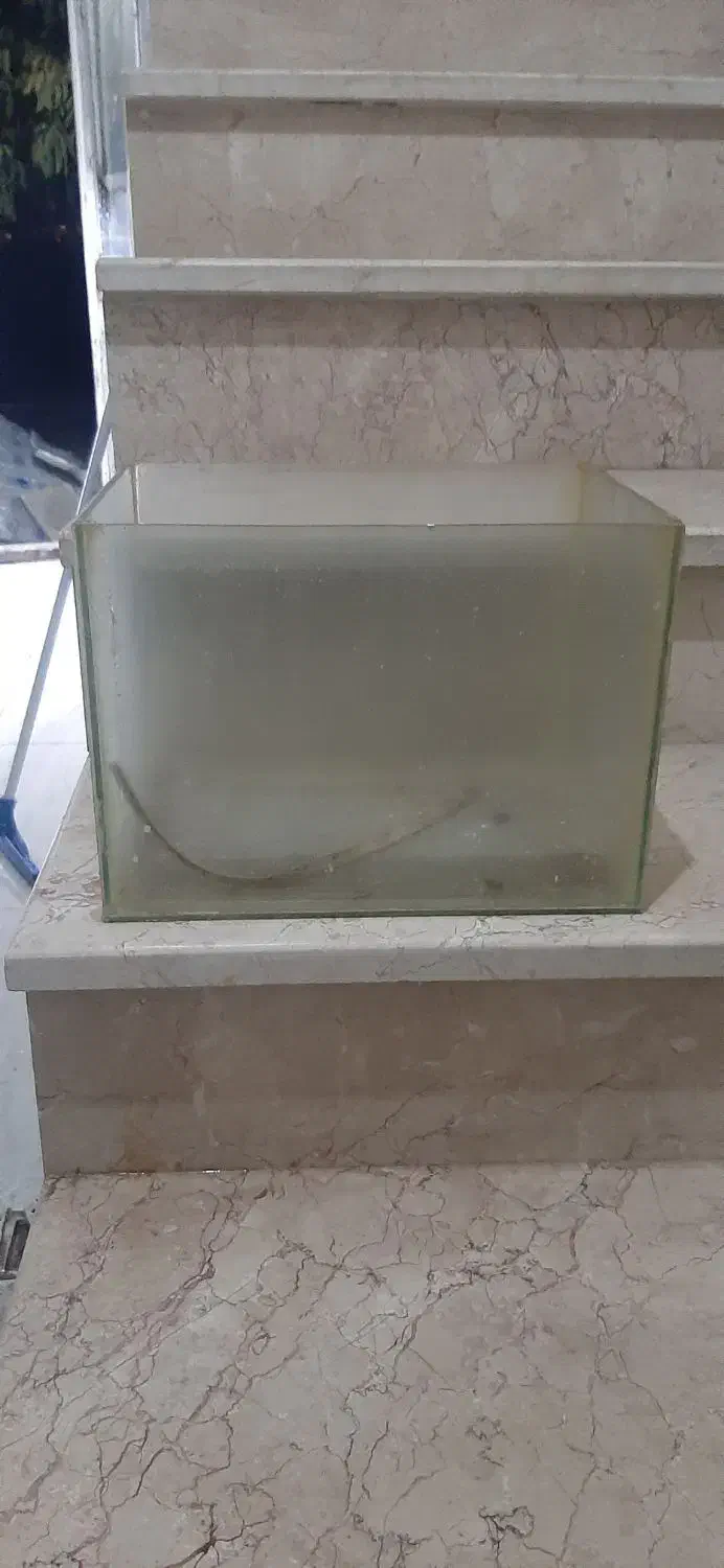 آکواریوم|ماهی|کامیاران, |دیوار