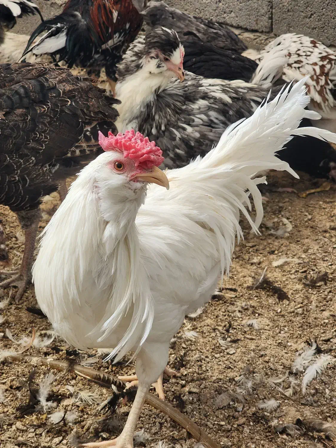 تخم نطفه دار جوجه گلین خالص|حیوانات مزرعه|یزد, |دیوار