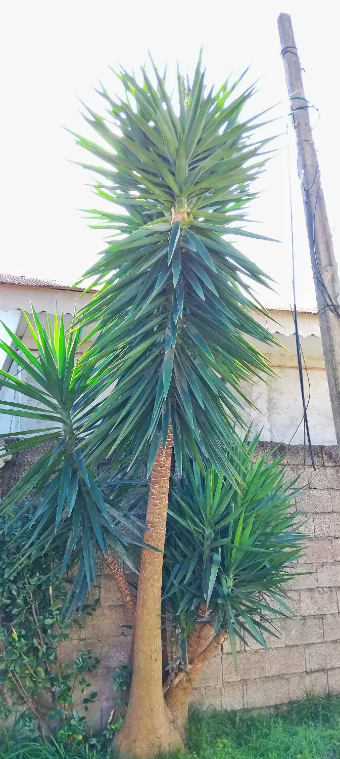 گل یوکا، سیکاس|گل و گیاه طبیعی|لولمان, |دیوار