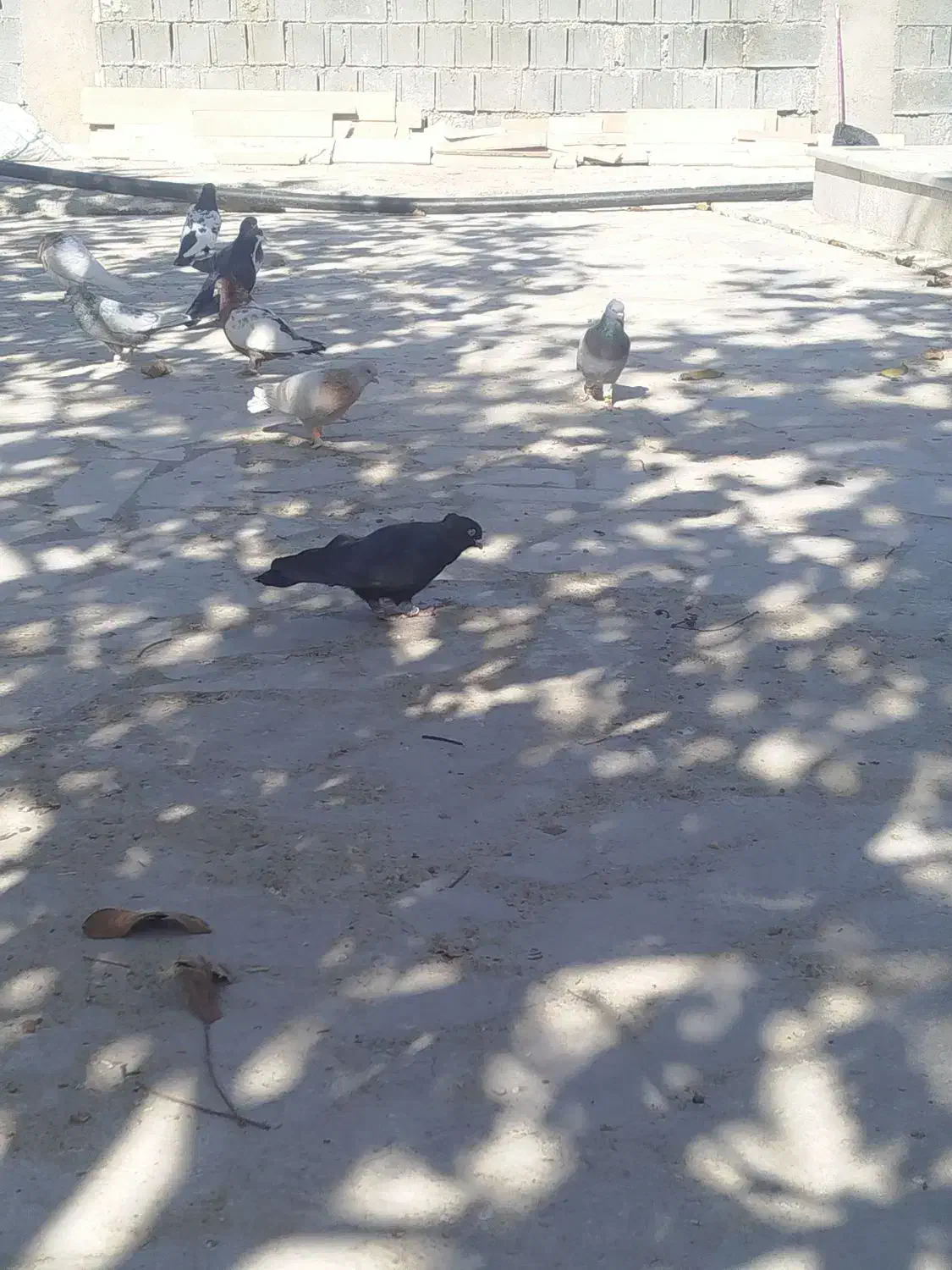 کبوتر پرنده|پرنده|همایجان, |دیوار