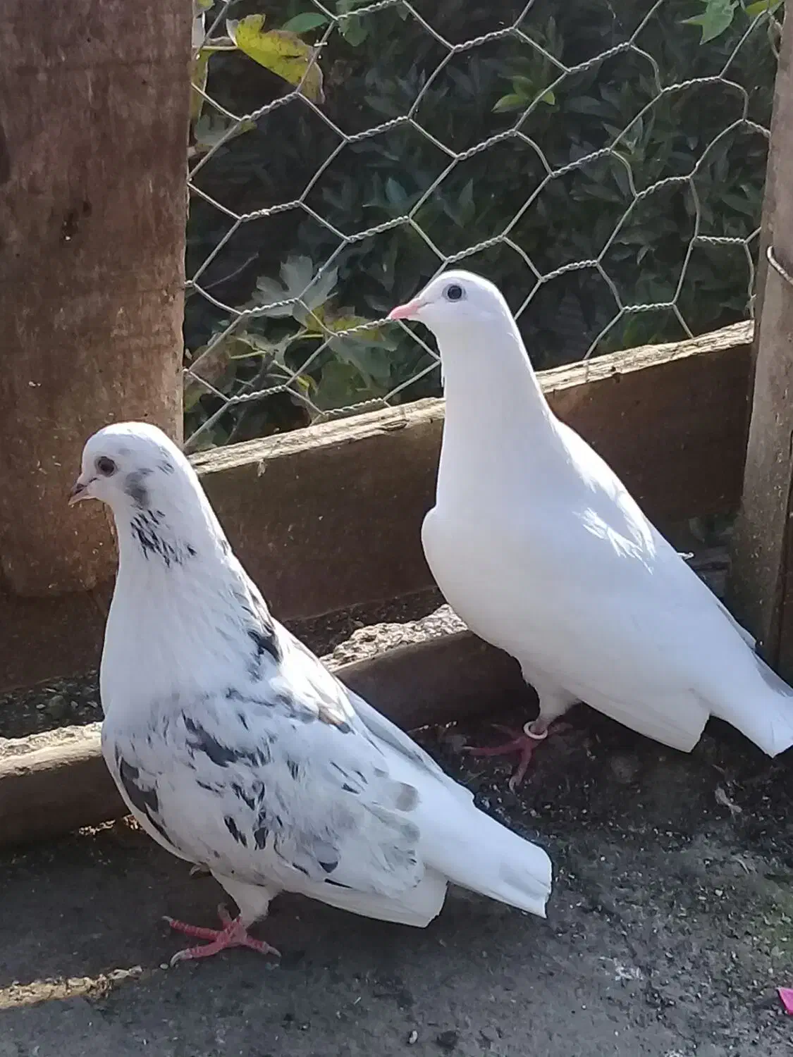 کبوتر پروازی|پرنده|رشت, گیل|دیوار