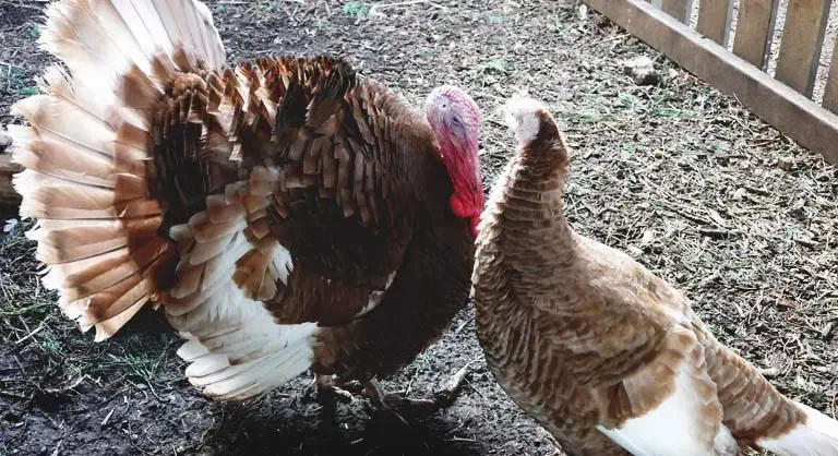 فروش بوقلمون نر|حیوانات مزرعه|چمستان, |دیوار