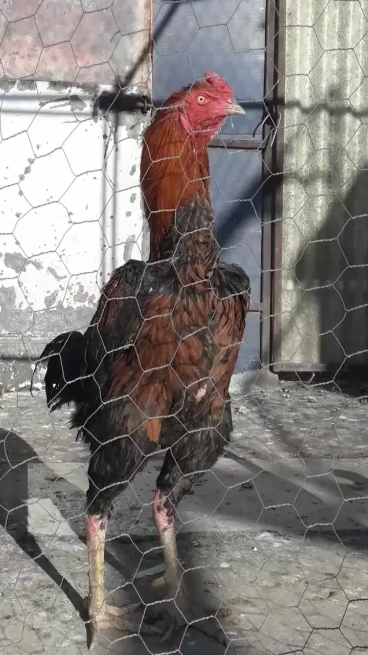 خروس|حیوانات مزرعه|ابهر, |دیوار